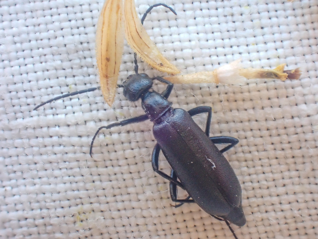 Epicauta alphonsii