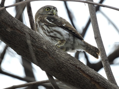 Glaucidium brasilianum