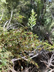 Coprosma quadrifida