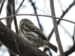 Glaucidium brasilianum