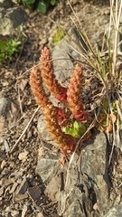 Orostachys aggregata