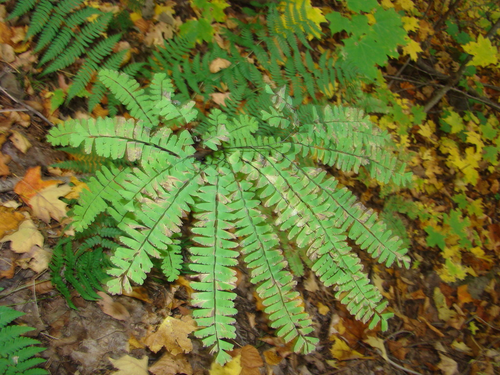 northern maidenhair fern from Northshore Road Biking Trail Area, North Bay, Ontario on October 8