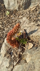 Orostachys aggregata