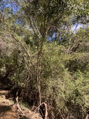 Coprosma quadrifida