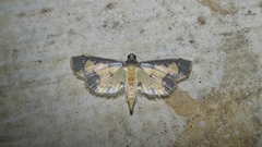 Nistra coelatalis