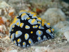 Phyllidia carlsonhoffi