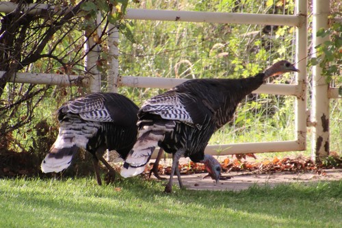 Gould's Wild Turkey