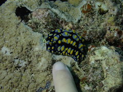 Phyllidia carlsonhoffi