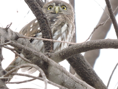 Glaucidium brasilianum