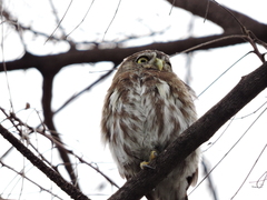 Glaucidium brasilianum