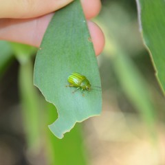 Calomela pallida