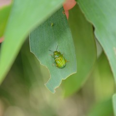 Calomela pallida