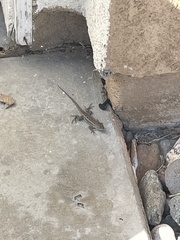 Sceloporus occidentalis longipes
