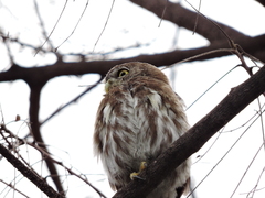 Glaucidium brasilianum