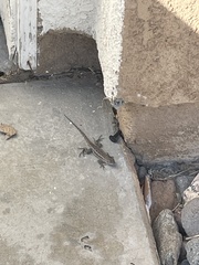 Sceloporus occidentalis longipes