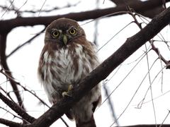 Glaucidium brasilianum