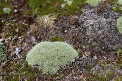 Pterygopappus lawrencei