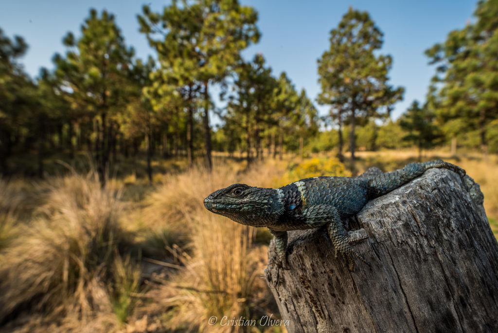Central Cleft Lizard