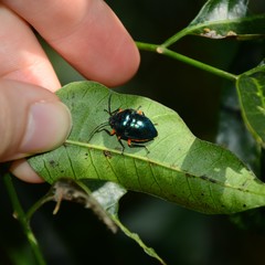 Lampromicra