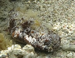 Actinopyga echinites