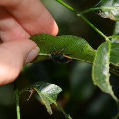 Lampromicra