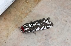 Arachnis dilecta
