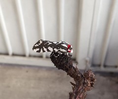 Arachnis dilecta