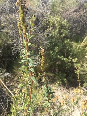 Mulguraea ligustrina