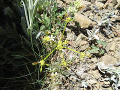 Lomatium martindalei