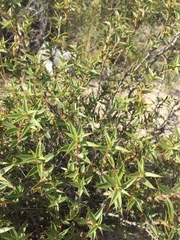 Chuquiraga avellanedae