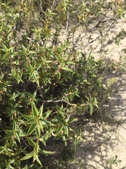 Chuquiraga avellanedae