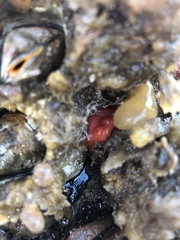 Cnemidocarpa finmarkiensis