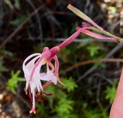 Oenothera sinuosa