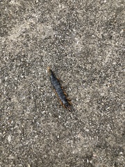Scolopendra mutilans