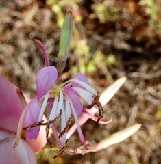 Oenothera sinuosa
