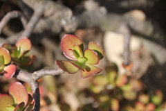 Crassula ovata