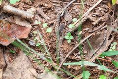 Hadrobunus maculosus