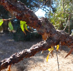 Selitrichodes globulus