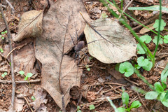 Hadrobunus maculosus