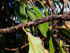 Selitrichodes globulus