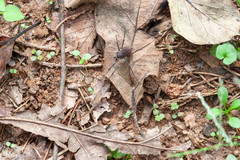 Hadrobunus maculosus