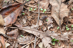 Hadrobunus maculosus