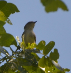 Gerygone flavolateralis