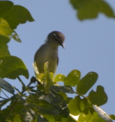 Gerygone flavolateralis