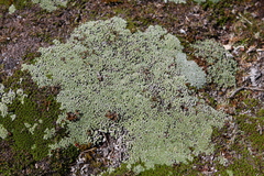 Pterygopappus lawrencei