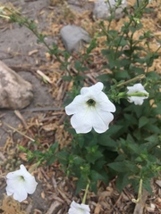 Petunia axillaris