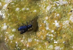 Cicindela nigrocoerulea