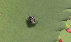 Paraphidippus basalis