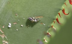 Paraphidippus basalis