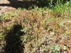 Lomatium martindalei